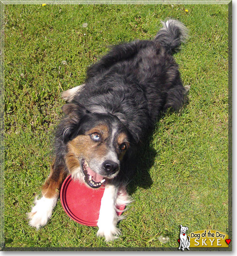 Skye, the Dog of the Day Skye, the Dog of the Day