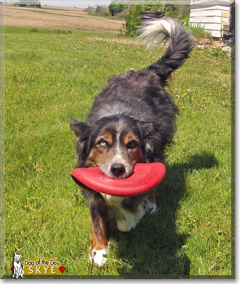 Skye, the Dog of the Day Skye, the Dog of the Day