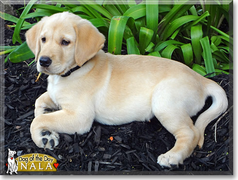 Nala, the Dog of the Day Nala, the Dog of the Day