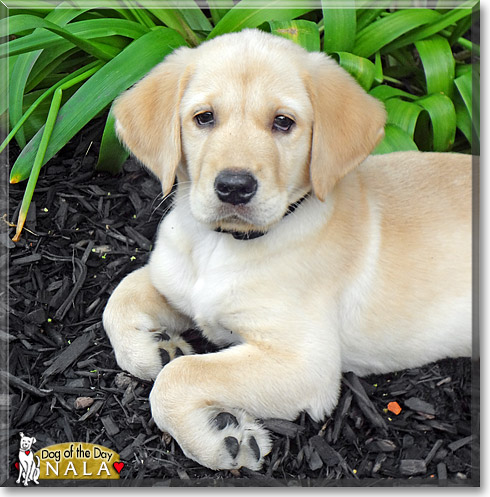 Nala, the Dog of the Day Nala, the Dog of the Day