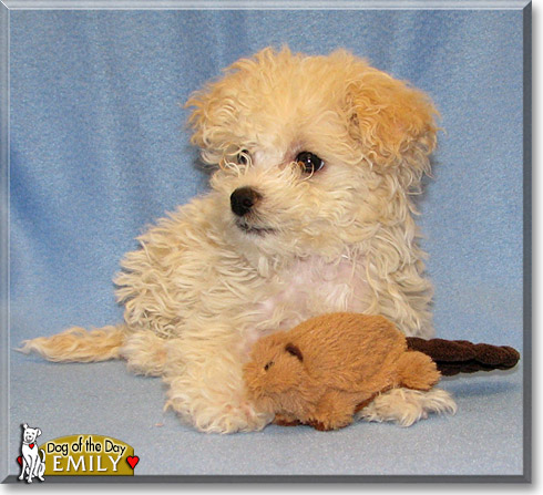 Emily, the Dog of the Day Emily, the Dog of the Day