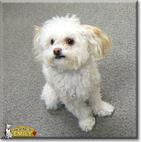 Emily, the Dog of the Day Emily, the Dog of the Day