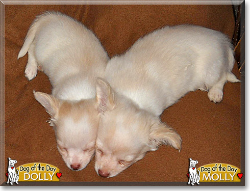 Dolly, Molly, the Dog of the Day Dolly, Molly, the Dog of the Day
