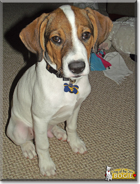 Bogie, the Dog of the Day Bogie, the Dog of the Day