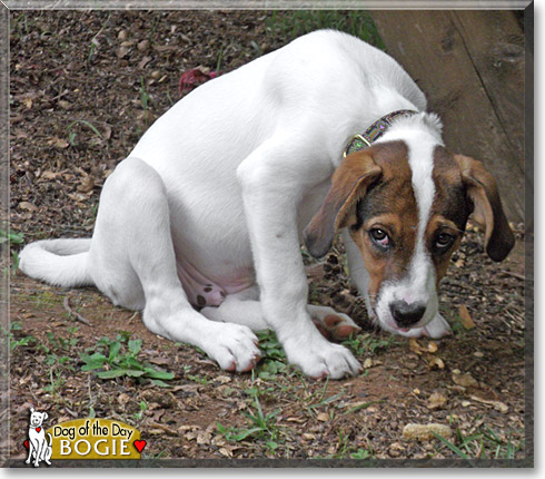 Bogie, the Dog of the Day Bogie, the Dog of the Day