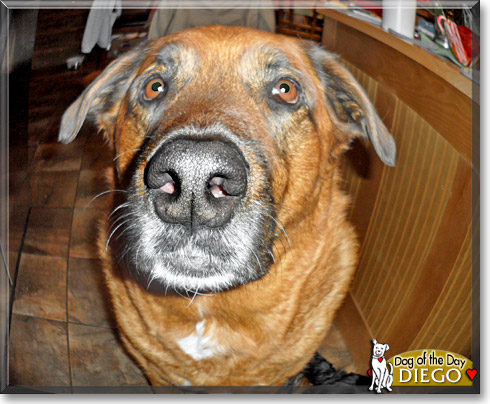 Diego, the Dog of the Day Diego, the Dog of the Day