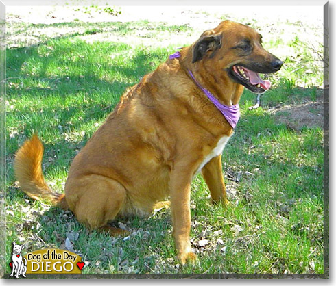 Diego, the Dog of the Day Diego, the Dog of the Day