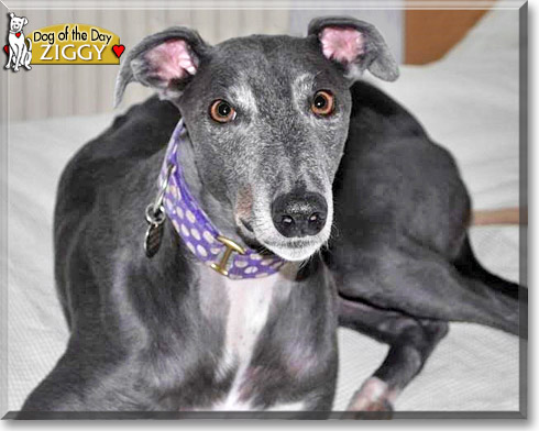 Ziggy, the Dog of the Day Ziggy, the Dog of the Day