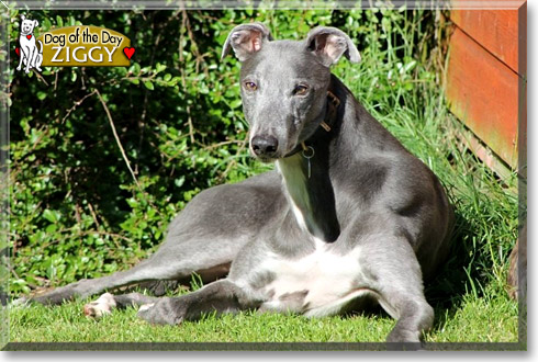 Ziggy, the Dog of the Day Ziggy, the Dog of the Day