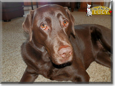 Lucy, the Dog of the Day Lucy, the Dog of the Day