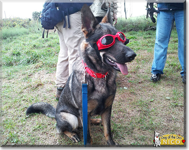 Nico, the Dog of the Day