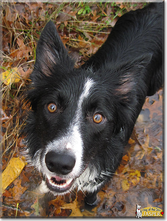 Jasper, the Dog of the Day