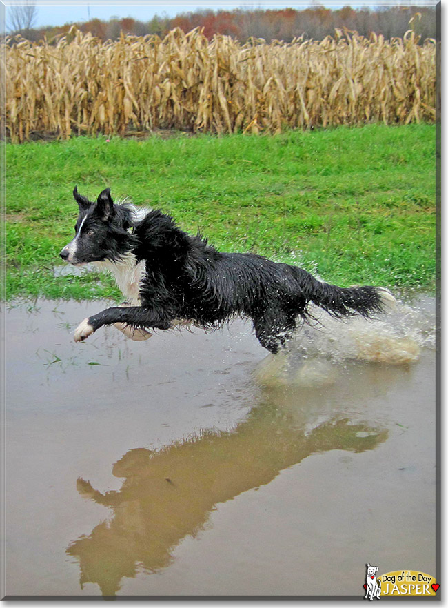 Jasper, the Dog of the Day