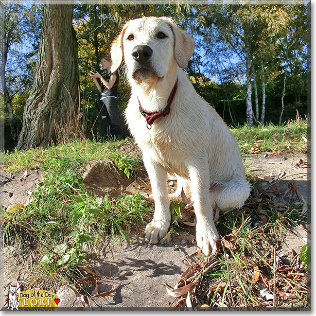Loki, the Dog of the Day