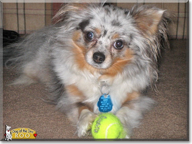 Roo, the Dog of the Day