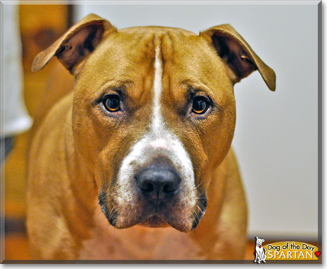 Spartan, the Dog of the Day