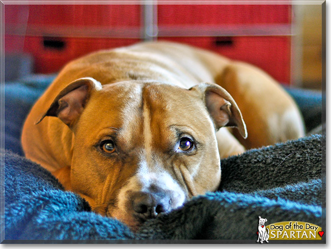 Spartan, the Dog of the Day