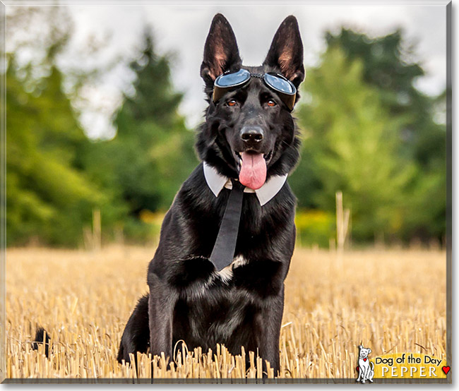 Pepper, the Dog of the Day