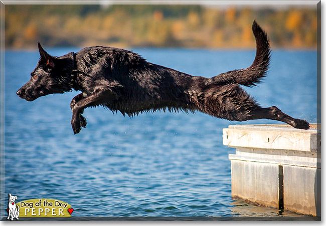 Pepper, the Dog of the Day
