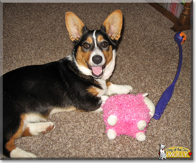 Molly, the Dog of the Day Molly, the Dog of the Day