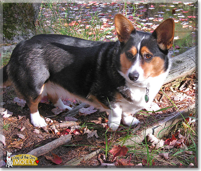 Molly, the Dog of the Day Molly, the Dog of the Day
