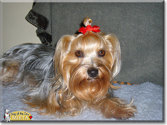 Mirta, the Dog of the Day
