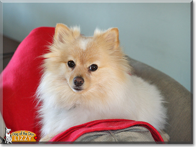 Lizzy, the Dog of the Day