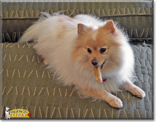 Lizzy, the Dog of the Day