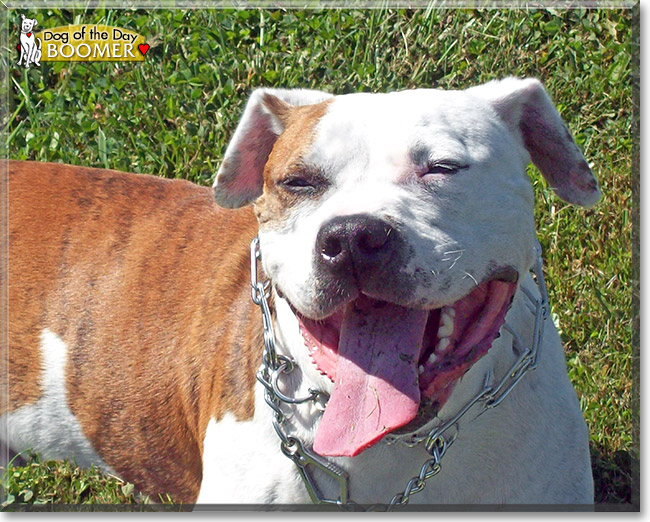 Boomer, the Dog of the Day