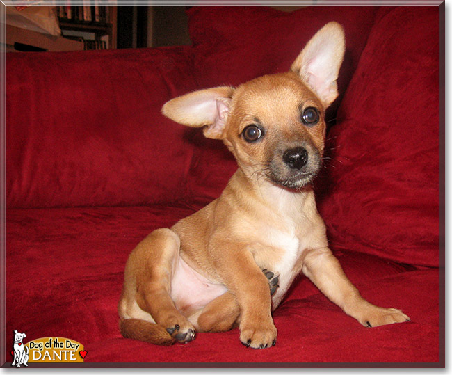 Dante, the Dog of the Day