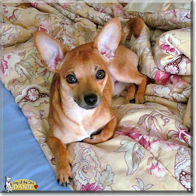 Dante, the Dog of the Day