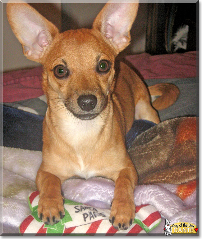 Dante, the Dog of the Day