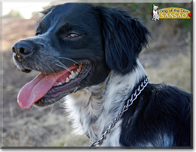 Sans&atilde;o, the Dog of the Day