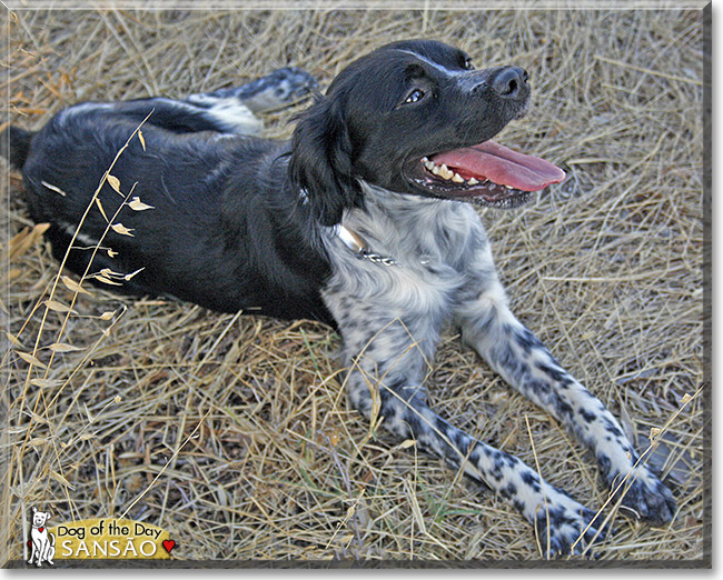 Sans&atilde;o, the Dog of the Day