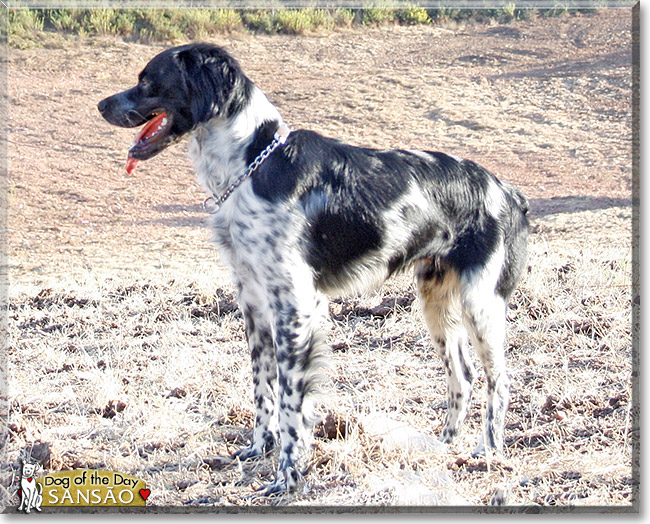 Sans&atilde;o, the Dog of the Day