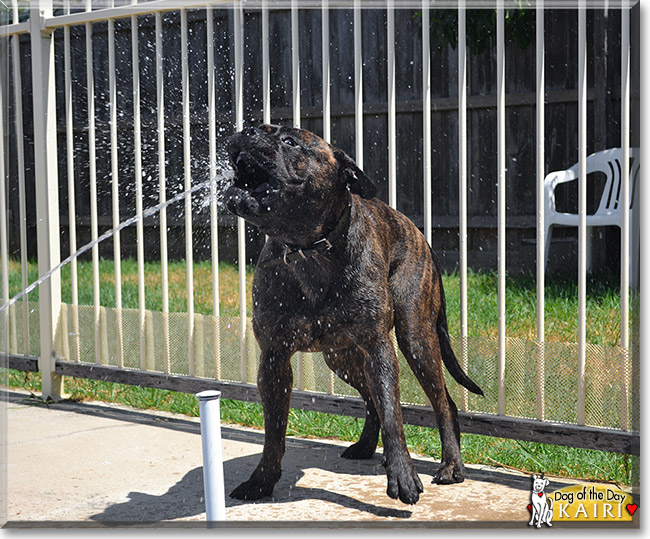 Kairi, the Dog of the Day