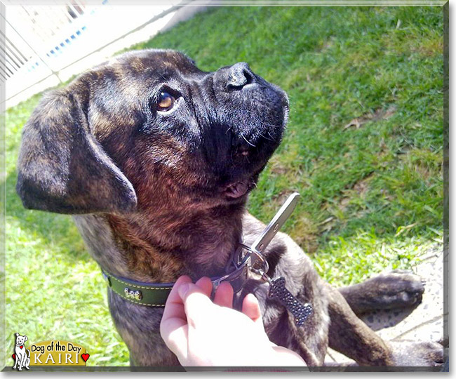 Kairi, the Dog of the Day