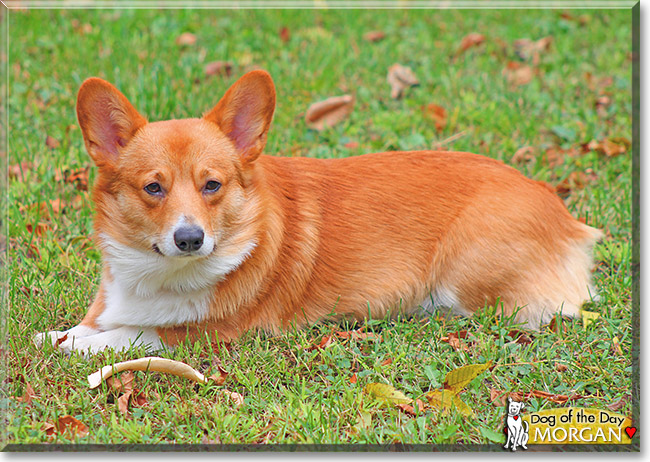 Morgan, the Dog of the Day