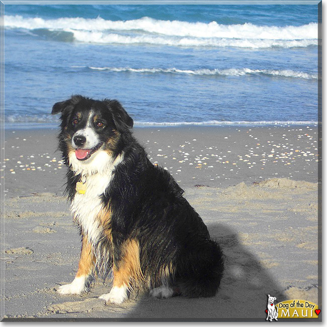 Maui, the Dog of the Day