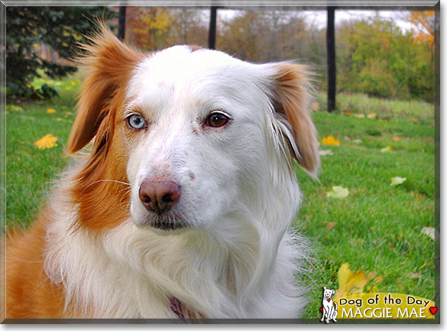 Maggie Mae, the Dog of the Day Maggie Mae, the Dog of the Day