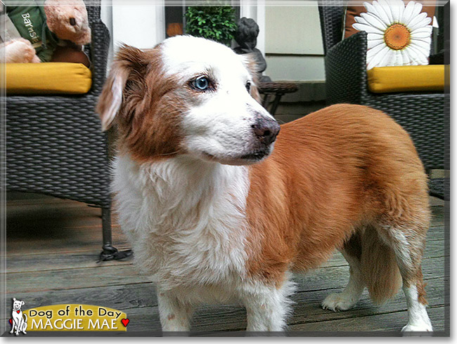 Maggie Mae, the Dog of the Day Maggie Mae, the Dog of the Day