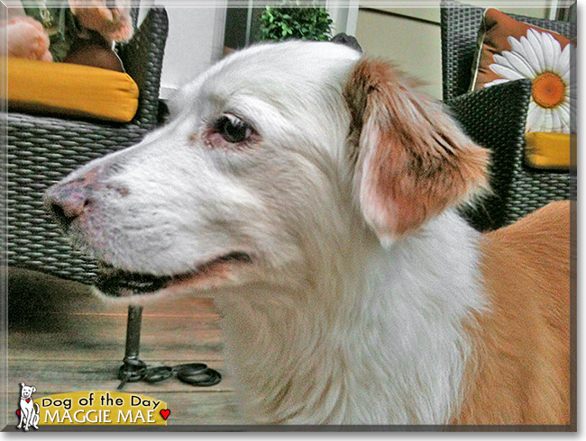 Maggie Mae, the Dog of the Day Maggie Mae, the Dog of the Day