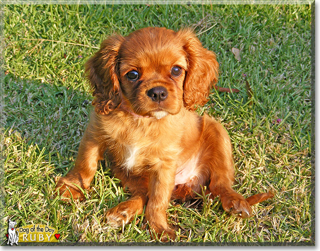 ginger king charles spaniel puppy
