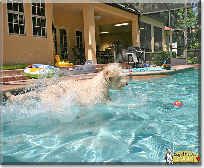 Cali, the Dog of the Day