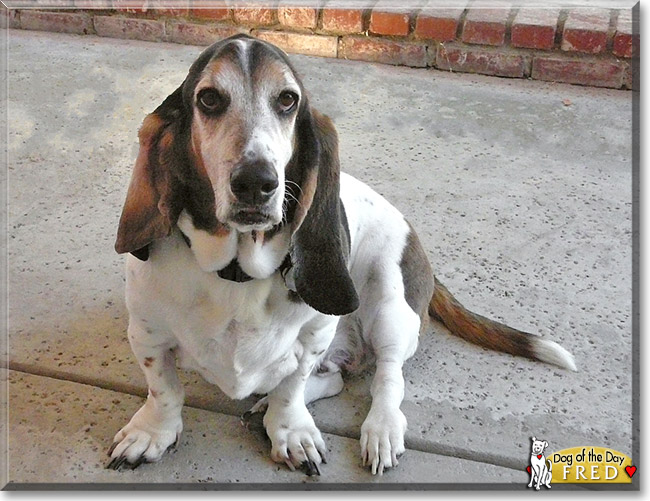 Fred, the Dog of the Day Fred, the Dog of the Day