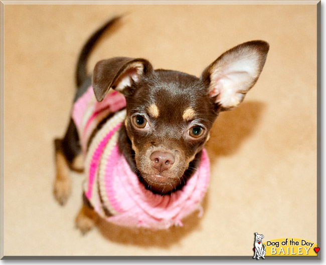 Bailey, the Dog of the Day Bailey, the Dog of the Day