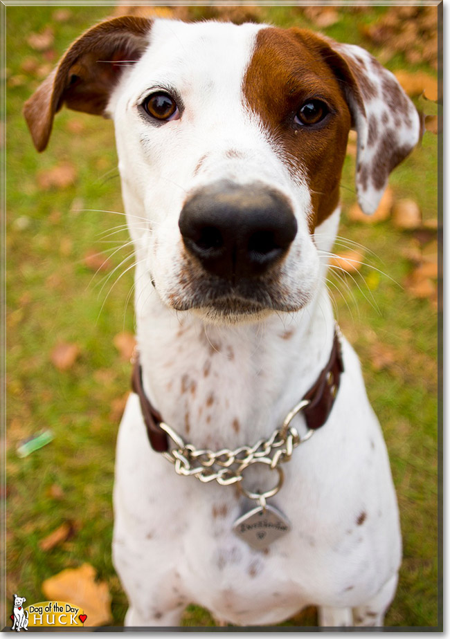 Huck, the Dog of the Day