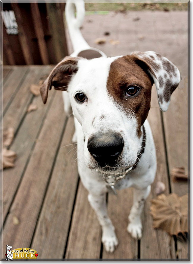 Huck, the Dog of the Day