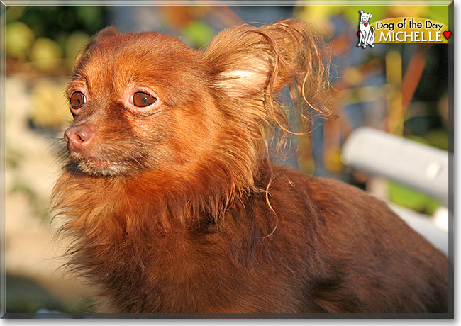 Michelle, the Dog of the Day