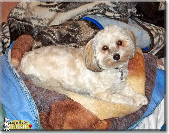 Trixie Layne, the Dog of the Day